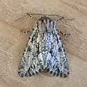 Apamea longula - Hodges#9383 - photo 5