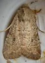 Apamea lutosa - Hodges#9372