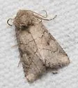 Apamea lutosa - Hodges#9372 - photo 2