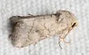 Apamea lutosa - Hodges#9372 - photo 3