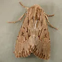 Apamea maxima - Hodges#9337