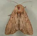 Apamea maxima - Hodges#9337 - photo 2