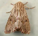 Apamea maxima - Hodges#9337 - photo 3