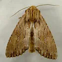 Apamea maxima - Hodges#9337 - photo 4
