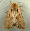 Apamea maxima - Hodges#9337 - photo 5