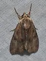 Black-dashed Apamea - Hodges#9328