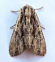 Black-dashed Apamea - Hodges#9328 - photo 2