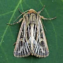 Snowy-veined Apamea - Hodges#9374
