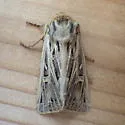Snowy-veined Apamea - Hodges#9374 - photo 2