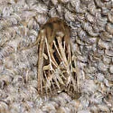 Snowy-veined Apamea - Hodges#9374 - photo 3