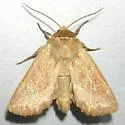 Snowy-veined Apamea - Hodges#9374 - photo 4