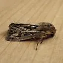 Snowy-veined Apamea - Hodges#9374 - photo 5