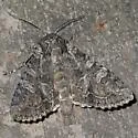 Western Apamea - Hodges#9346 - Apamea occidens