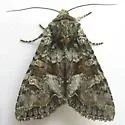 Western Apamea - Hodges#9346 - photo 2