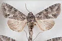 Western Apamea - Hodges#9346 - photo 4