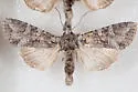 Western Apamea - Hodges#9346 - photo 5