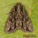 Apamea perpensa - Hodges#9345