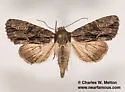 Apamea perpensa - Hodges#9345 - photo 2