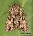 Apamea perpensa - Hodges#9345 - photo 3