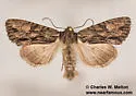 Apamea perpensa - Hodges#9345 - photo 4