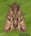 Apamea perpensa - Hodges#9345 - photo 5