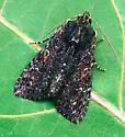 Dusky Apamea - Hodges#9344 - Apamea plutonia