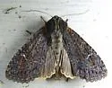 Dusky Apamea - Hodges#9344 - photo 2