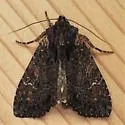 Dusky Apamea - Hodges#9344 - photo 3