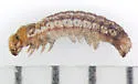 Dusky Apamea - Hodges#9344 - photo 4