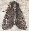 Dusky Apamea - Hodges#9344 - photo 5