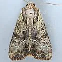 Apamea quinteri - Hodges#9329.1