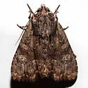 Apamea quinteri - Hodges#9329.1 - photo 2