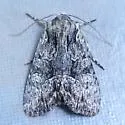 Apamea quinteri - Hodges#9329.1 - photo 3