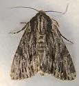 Apamea relicina - Hodges#9380
