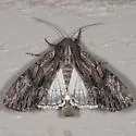 Apamea relicina - Hodges#9380 - photo 2
