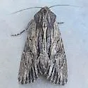 Apamea relicina - Hodges#9380 - photo 4