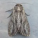 Apamea relicina - Hodges#9380 - photo 5