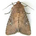 Apamea scoparia - Hodges#9365