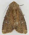 Apamea scoparia - Hodges#9365 - photo 2