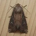 Apamea scoparia - Hodges#9365 - photo 3