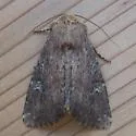 Apamea scoparia - Hodges#9365 - photo 4