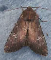 Apamea scoparia - Hodges#9365 - photo 5