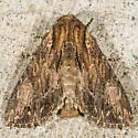 Apamea siskiyou - Hodges#9334.1