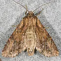 Apamea siskiyou - Hodges#9334.1 - photo 2