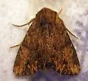 Apamea siskiyou - Hodges#9334.1 - photo 4