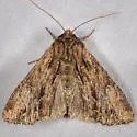 Apamea siskiyou - Hodges#9334.1 - photo 5