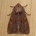 Apamea sora - Hodges#9339.1 - photo 2
