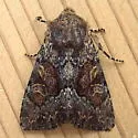 Apamea sora - Hodges#9339.1 - photo 3