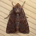 Apamea sora - Hodges#9339.1 - photo 4