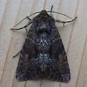 Apamea sora - Hodges#9339.1 - photo 5